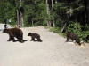 bear-family.jpg